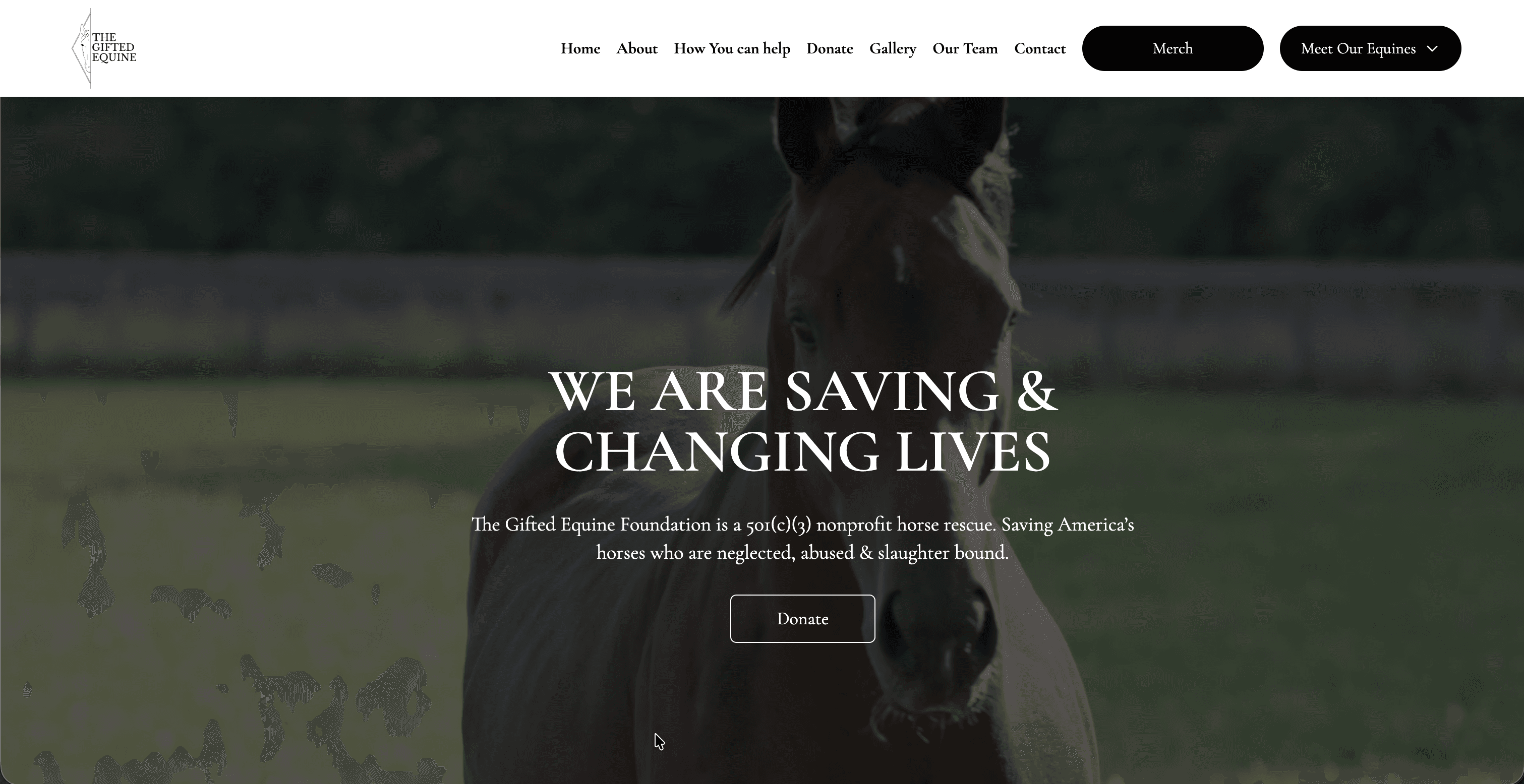 The Gifted Equine